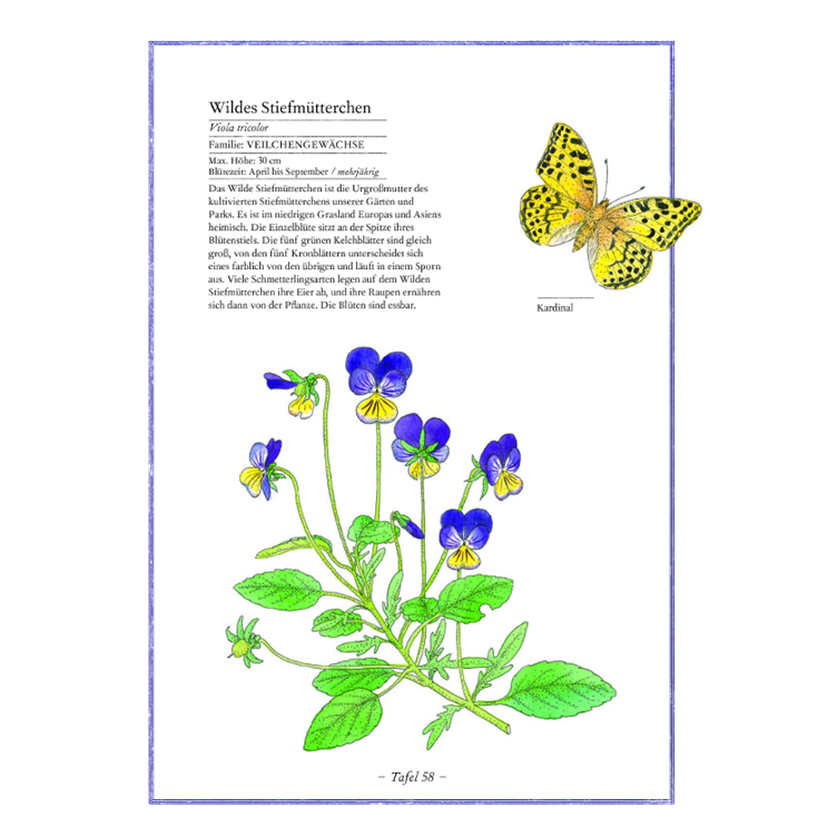 Lavendel, Lilie, Löwenzahn - Die Welt der Blumen - 1
