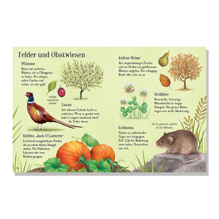 Usborne Minis - Naturführer: Entdecke den Herbst - 1